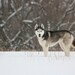 Silent Vigil - Fine Art Photo Print Siberian Husky FREE SHIPPING