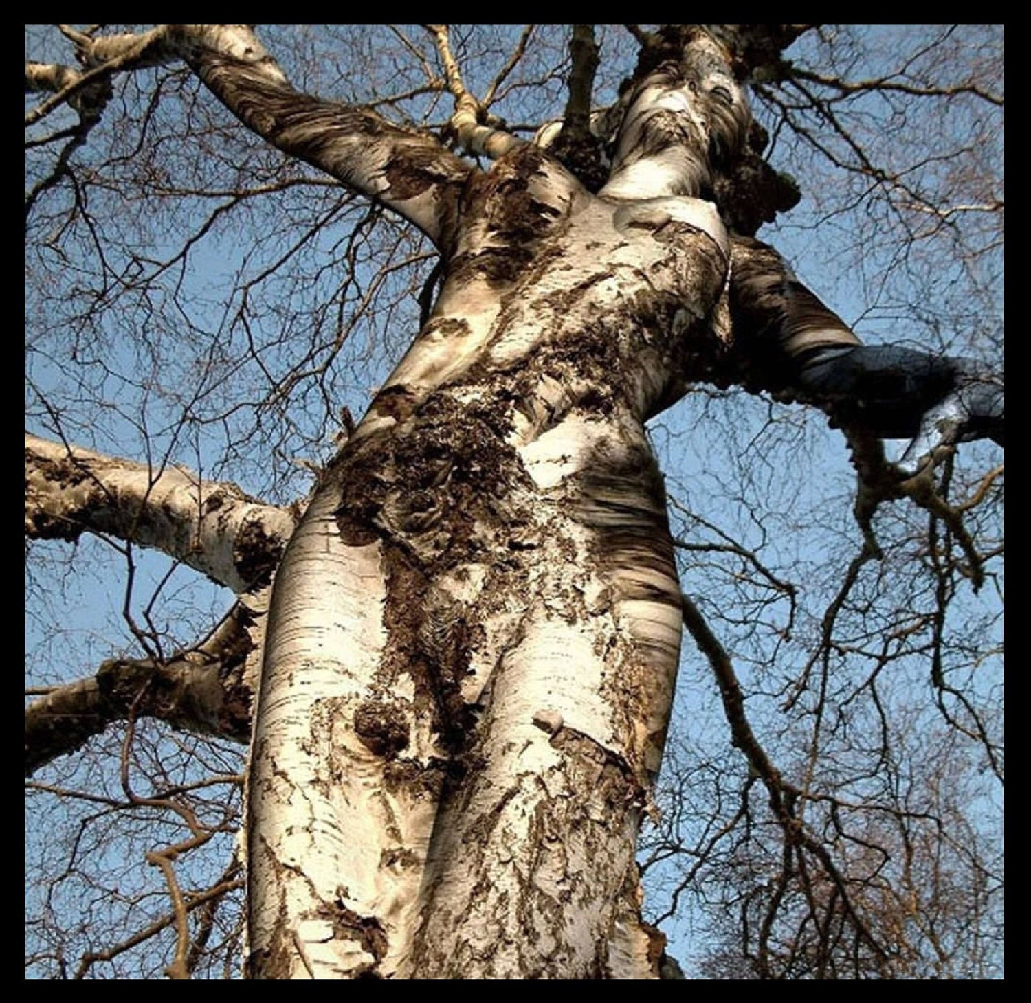 Mature Nudity Frontal Naked Woman Tree Giclée Printed Art Sew on 8 x 8in Twill Back Patch Craft Post Free S/H MBG