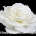 Ivory Gwyneth Gardenia Bridal Hair Flower Clip
