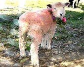 Annabelle in Pink Art Card, Valentine, Pink, Lamb