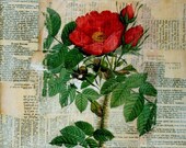 RED ROSE COLLAGE