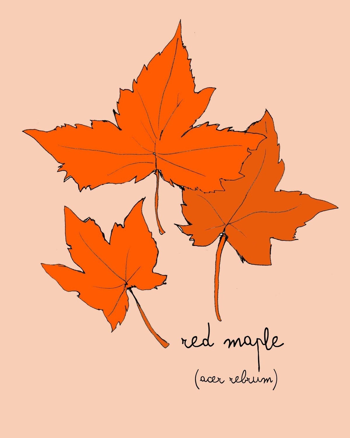 Red Maple Leaf Print