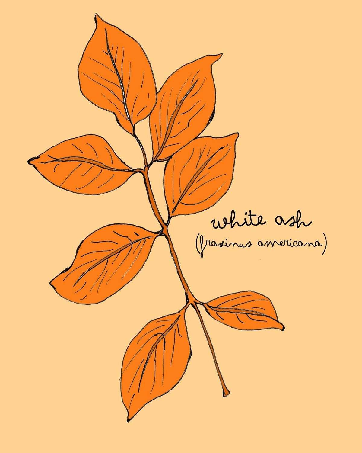 White Ash Leaf Print