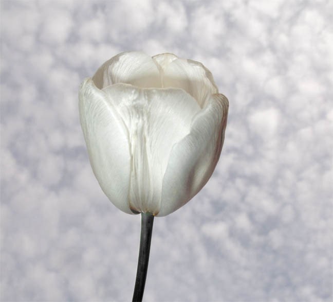 Snow White tulip in the Sky Fine Art Color Photograph