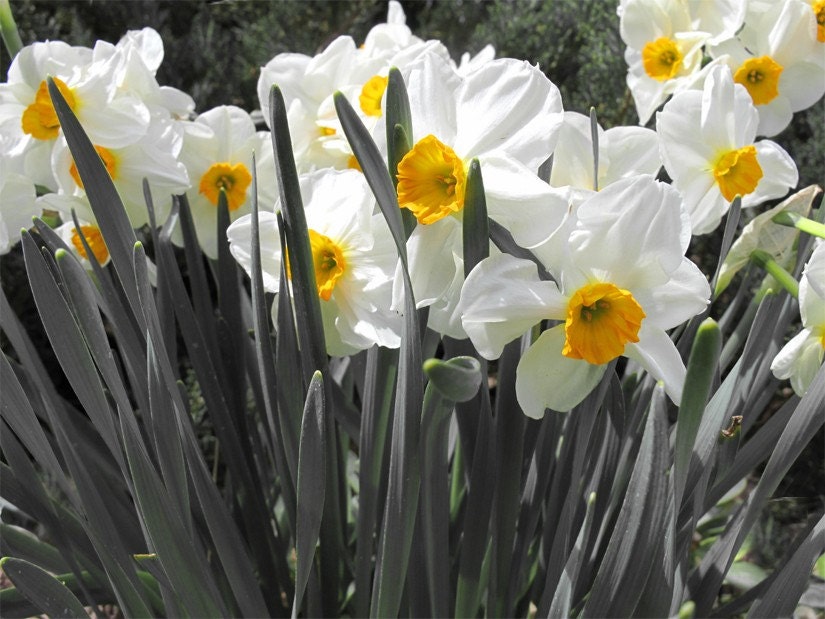 Daffodil Ladies Springtime Yellow fine Art Photography print