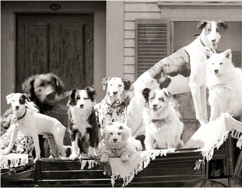 Vintage Photo Print 12 DOg Caravan Circus Ride in Wagon 1900