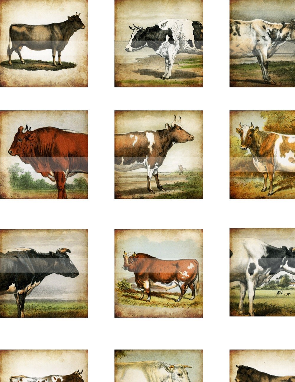 cow collage