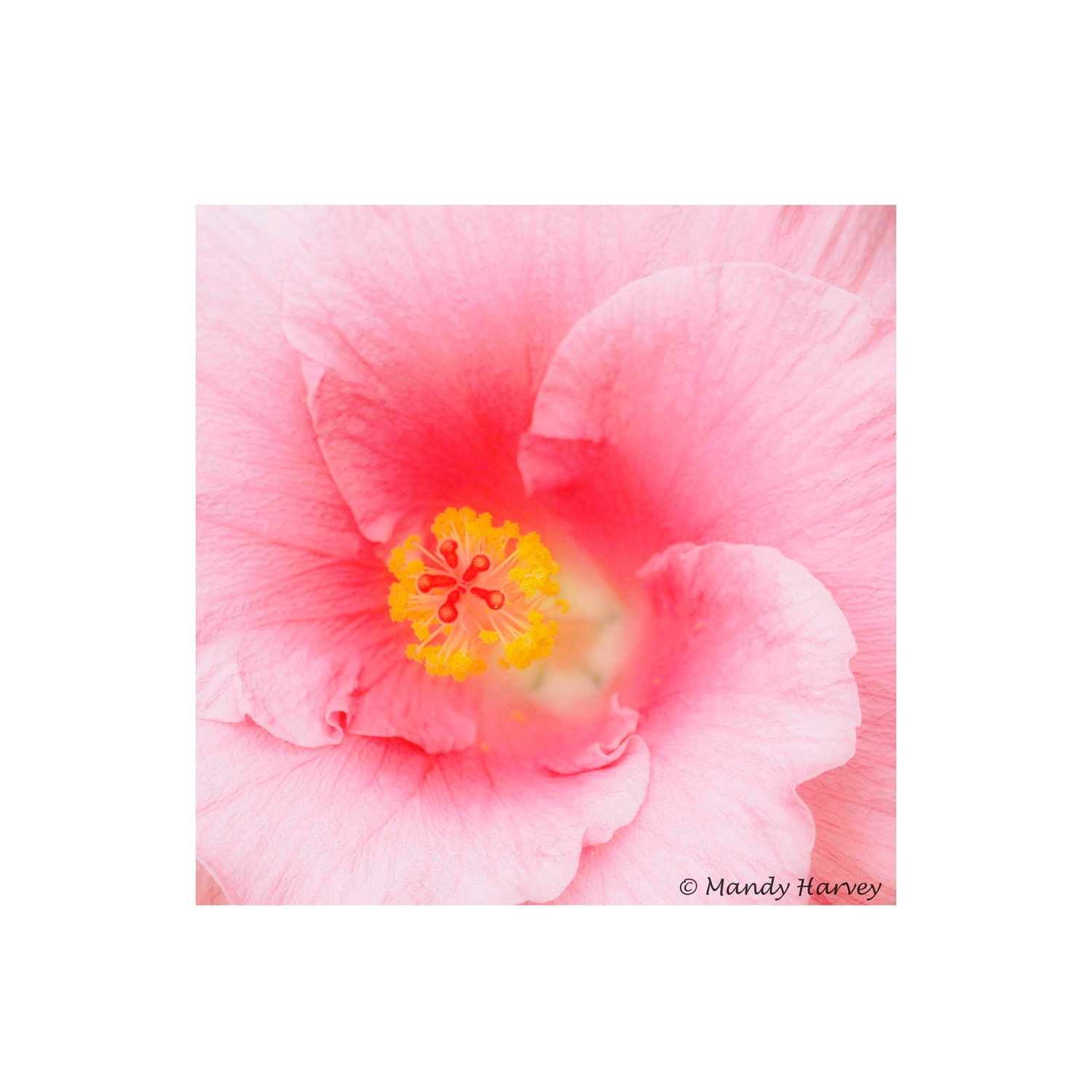 Pink Flower In Bloom, 5x5 photograph. Home Decor, Abstract, Fine Art, Wall Art