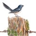 Willie Wagtail - ORIGINAL Watercolour, Pen and Ink Painting - 8x10 inches (20x25cm) - Australian bird art