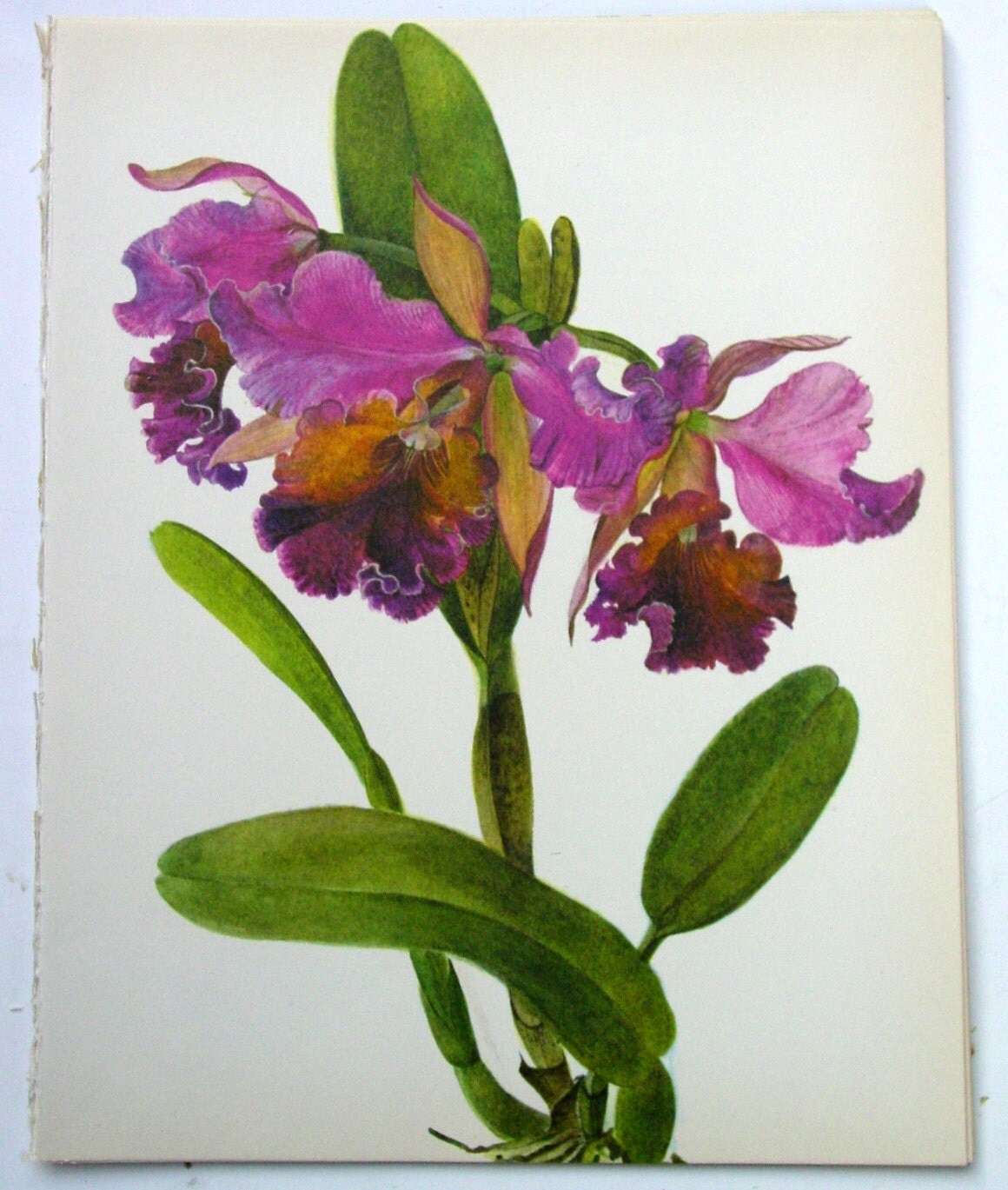 Botanical Illustration Orchid
 Vintage Orchid Illustration Botanical Print by GoodlookinVintage