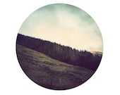 Irish Forest