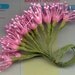 Vintage / Floral Pips-Peps / Glossy Pink / Stamens / Bunch of Twelve Stems