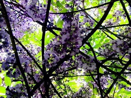 Blooming Brightly: surreal fine art photograph print of bright purple wisteria flowers, black stems, neon green leaves