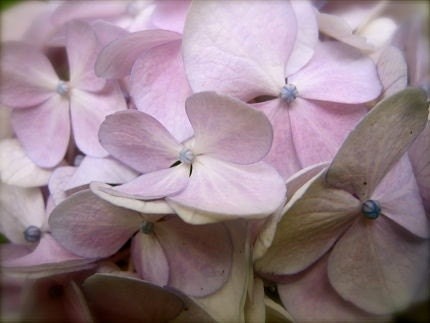 Softly: macro floral fine art photograph print of delicate, pale pink (pastel) hydrangea flower petals - UninventedColors