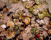 Shells: a fine art photograph print of seashells on a brown, sandy seashore