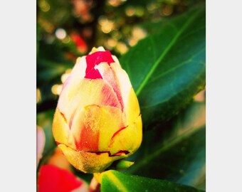 Camellia Bud: a fine art photograph print of a budding flower with pink and yellow petals, green leaves, and bokeh
