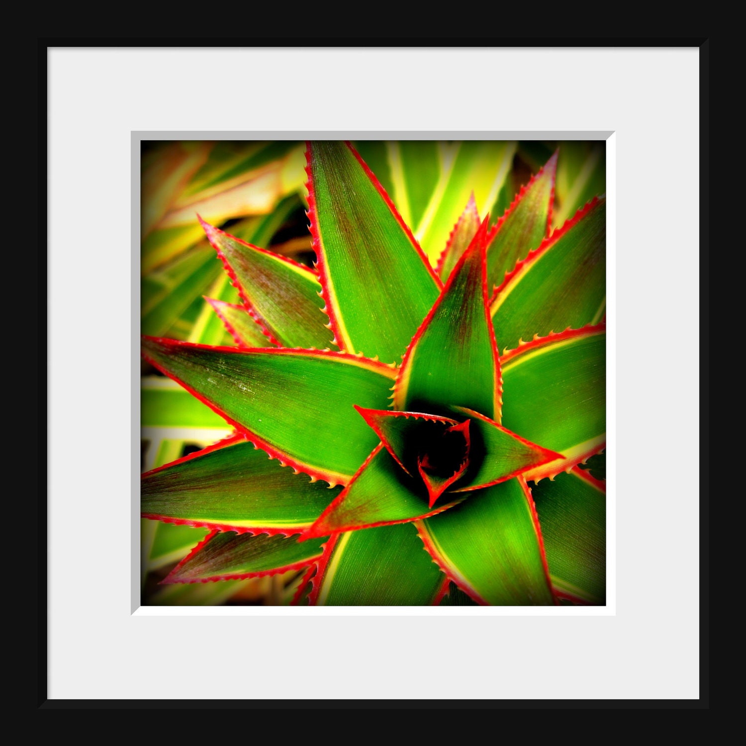 Pineapple Plant: square fine art photograph print of exotic, tropical flora in bold green, red, yellow, and black