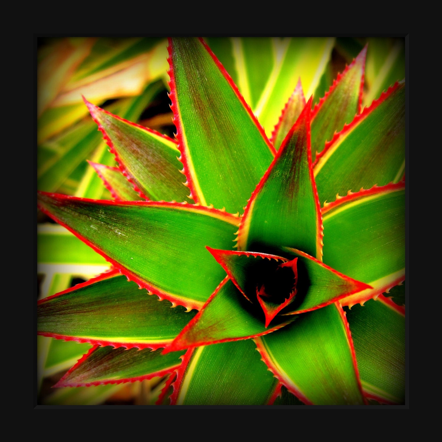 Pineapple Plant: square fine art photograph print of exotic, tropical flora in bold green, red, yellow, and black