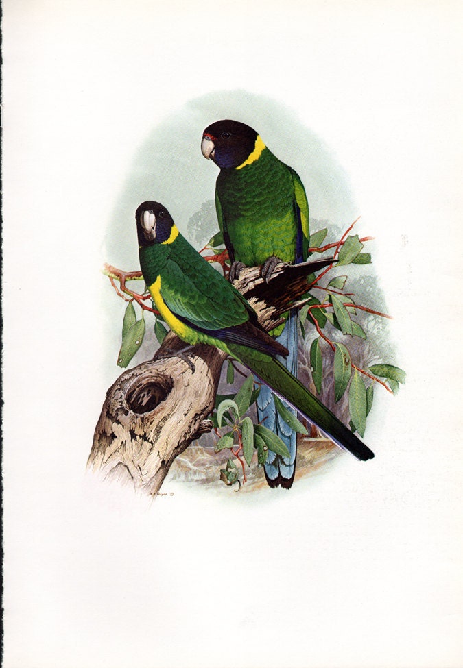 Set of 2 Parrot Prints from Australian Parrots Book Vintage Bird Plate  Port Lincoln and Swift Parrots
