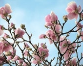 Pink Magnolia Spring Flowering Tulip Tree Photo Print