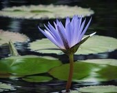 Blue Beauty Water Lily - Grace on the Water