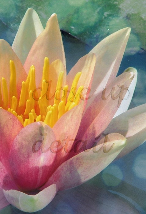 A Dream Within A Dream - Water Lily Metallic Photo Art Print