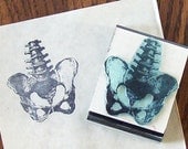 Anatomical Pelvis and Lower Vertebrae Spine Skeletal Rubber Stamp 080