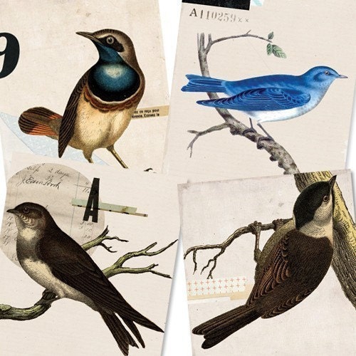 Bird Set- Digital PDF ACEO Tags for Download and Print