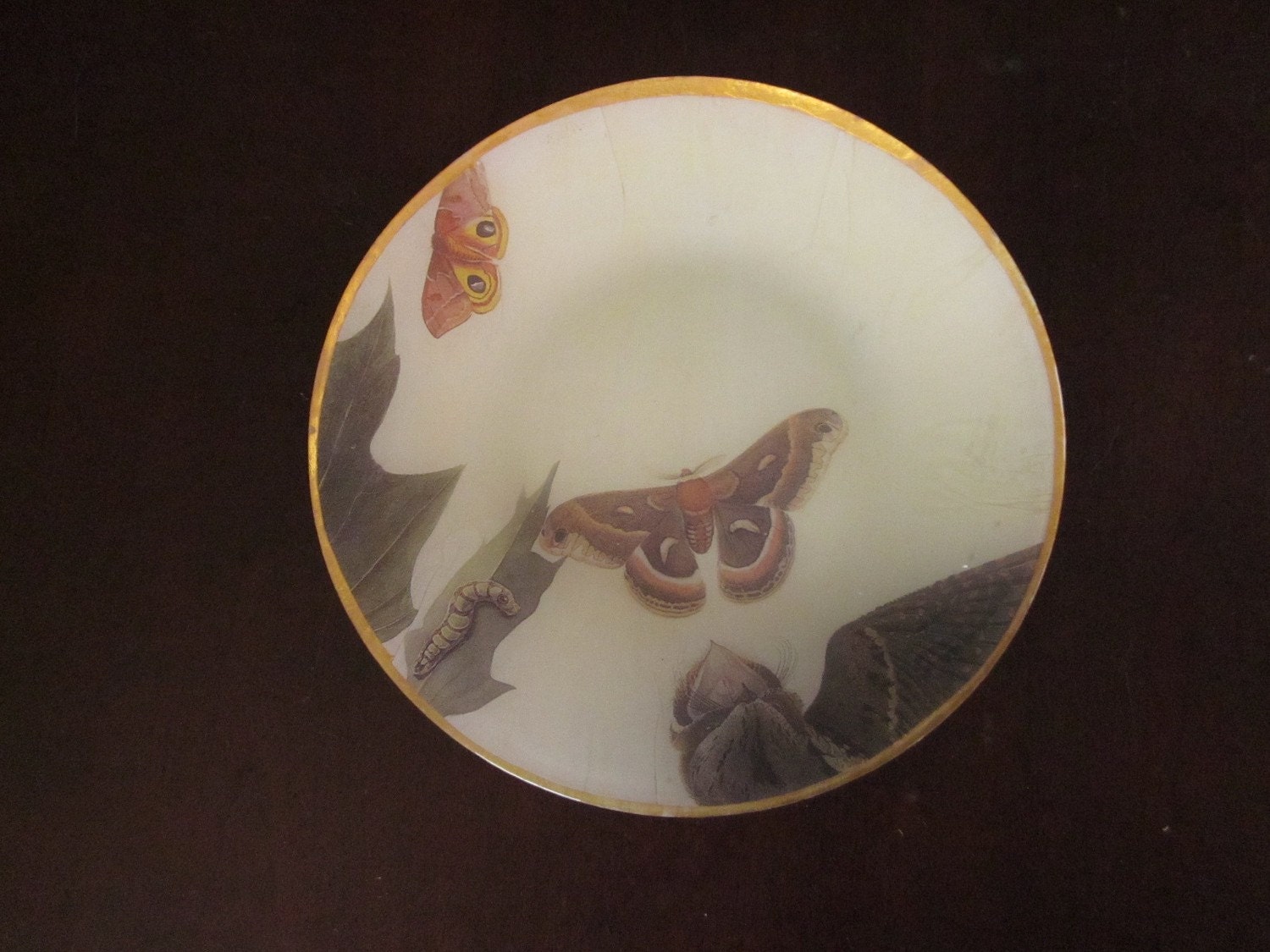 Natural History Birdy Eating a Moth Decoupage Plate