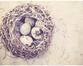 Postcard -Nest-