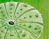 Apple Green Sea Urchin--8x10 print