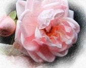 Rose Giclee Fine Art Print, digital enhance photo, Floral Wall Art, 11x14, EBSQ