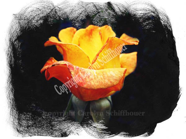 Rose Digital Fine Art, Computer Enhanced Photo, Giclee print, EBSQ