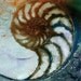 Nautilus Shell 68 - Original Abstract Watercolor Painting in Mat EBSQ