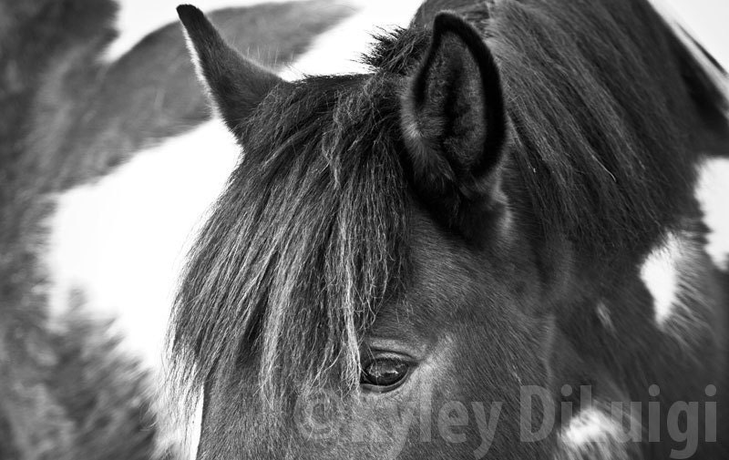 Black and White Photograph - Horse - 12 x 18 Print