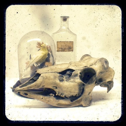 Natural History Curiosity Cabinet Photo - 8x8 - Curiosities