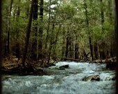 Woodland Landscape Photograph - Streaming - 8x8 Print