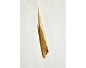 Unique Feather Photo Art Gift from Autumn Collection - Suave - 8x12