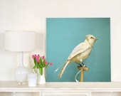 Natural History Large Wall Art of White Bird - Albino Blue Jay - 30x30 Photograph Print