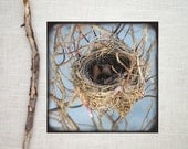 Wall Art Nursery - Fine Art Nature Photo - The Nest - 8x8 Print