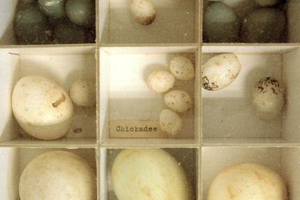 Natural History Collection Photograph - Chickadee Eggs - 8x12 Print