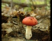 Nature Photograph for Kids Room, Home, or Office - Red Toadstool - 8"x8"