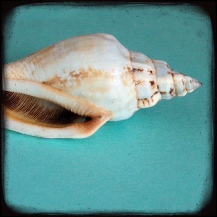 Mollusk - 8x8 Fine Art Ocean Seashell Photo