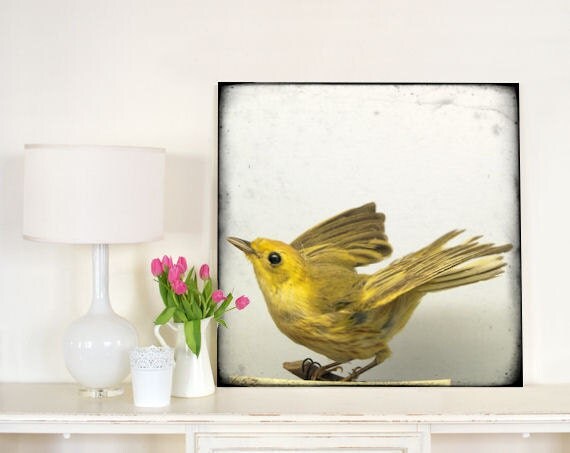 Large Format Natural History Bird Print - Specimen 652 - 30x30