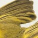 Large Format Natural History Bird Print - Specimen 652 - 30x30