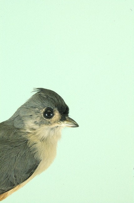 Natural History Photo Print - Cheeky Bird - Tufted Titmouse - 8x12