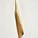 Unique Feather Photo Art Gift from Autumn Collection - Suave - 8x12