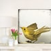 Large Format Natural History Bird Print - Specimen 652 - 30x30