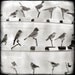 The Birds - 8x8 Print
