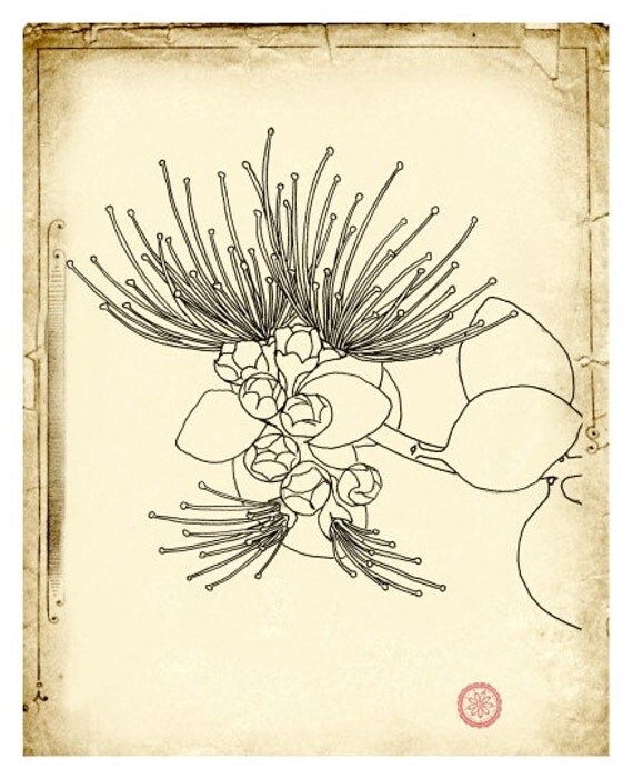 Ohia Lehua Fine Art Botanical Illustration by moonflowermuse